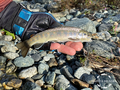 Be Sticky Trout Hiro Motoyama Model SS4-Custom